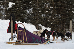 Dog Sled