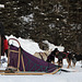 Dog Sled