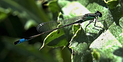 Damselfly