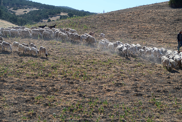Sheep and dust