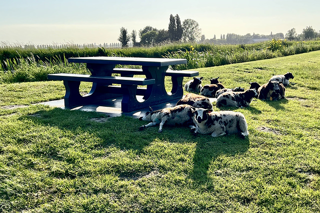 Sheep are having a picnic