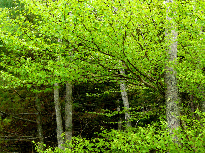Spring in Maine