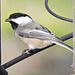 Black-capped Chickadee