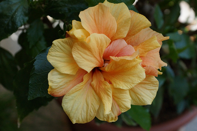 Hibiskus 2018 007