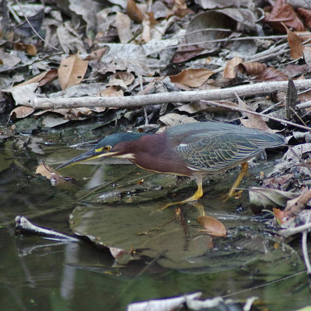 Green Heron, hunting