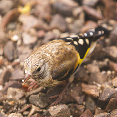 Goldfinch