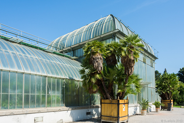 im Botanischen Garten von Genf (© Buelipix)