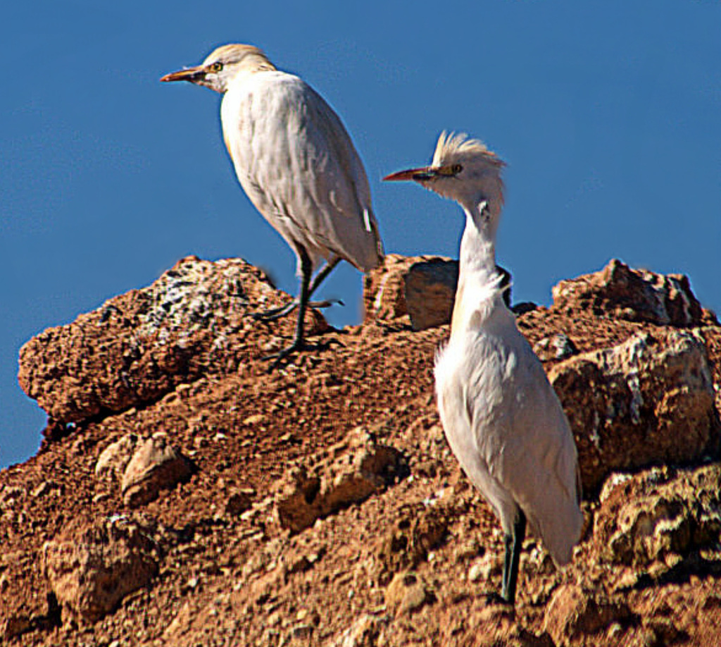 Aigrette+2