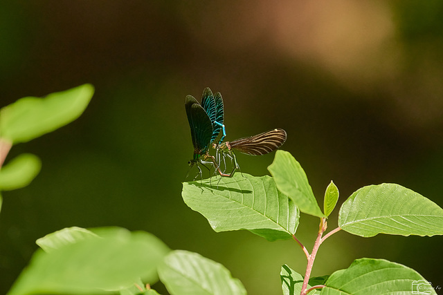 Libelle im Wurzacher Ried