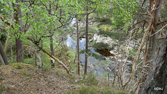 Views along the edge of the River Findhorn from the Sluie Walks' Loops on the Earl of Moray's Estate.