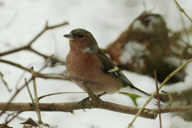 Fringilla coelebs