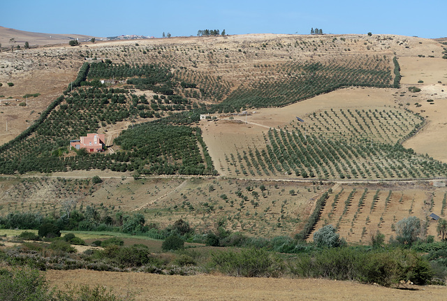 Olive trees in a grid pattern