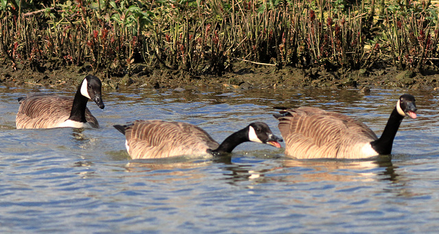 EOS 90D Peter Harriman 13 43 39 06060 canadaGeese dpp