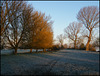 Thames Path trees in winter