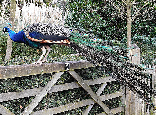 PEACOCK PERCHING