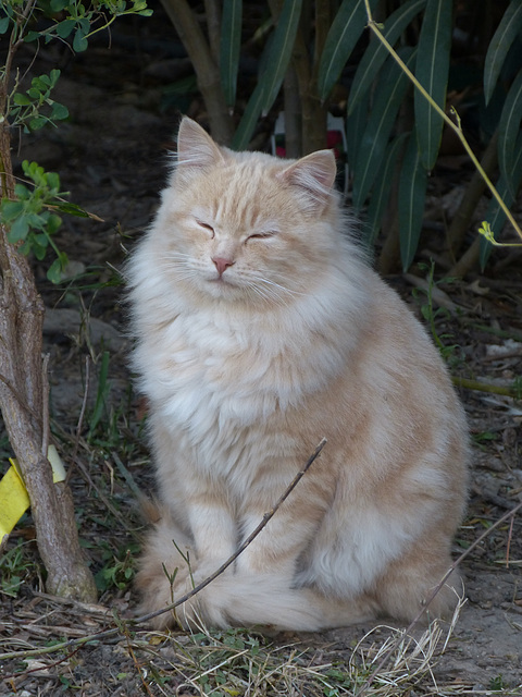 ...chat abandonné...