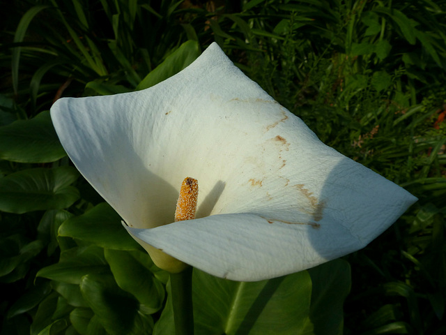 Arum Lily (1) - 13 February 2017