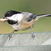 Black-capped Chickadee