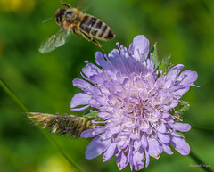 Wildbiene auf Wald-Witwenblume/Knautia dipsaciolia