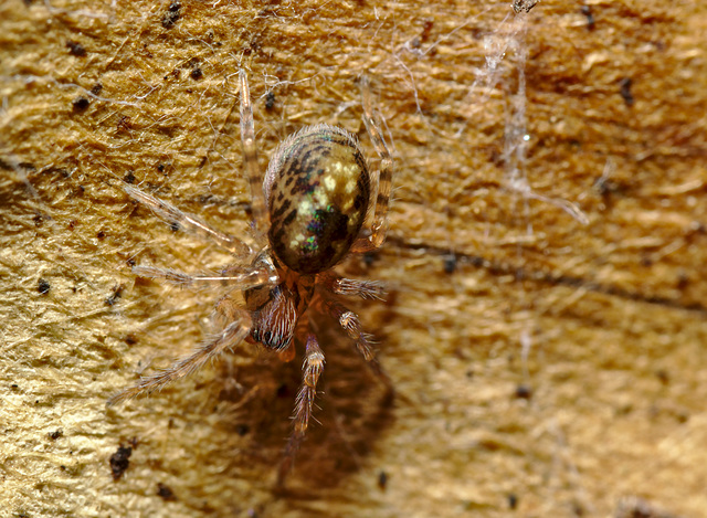 Small spider EF7A2904