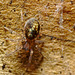 Small spider EF7A2904
