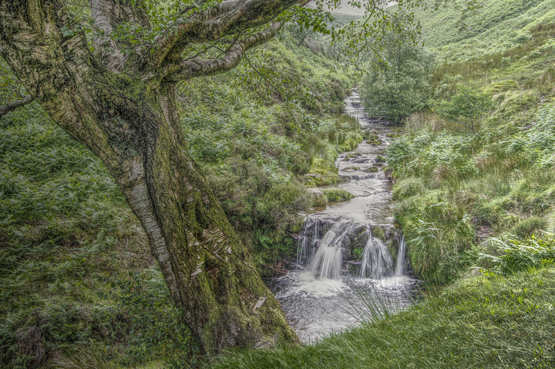 Fairbrook Clough   /   July 2017