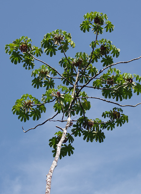 Tropical tree