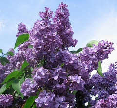 Lilas mauve...