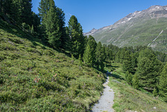 auf dem Zirbenweg bei Obergurgl (© Buelipix)