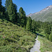 auf dem Zirbenweg bei Obergurgl (© Buelipix)