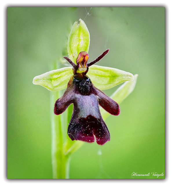 Fliegen Orchidee