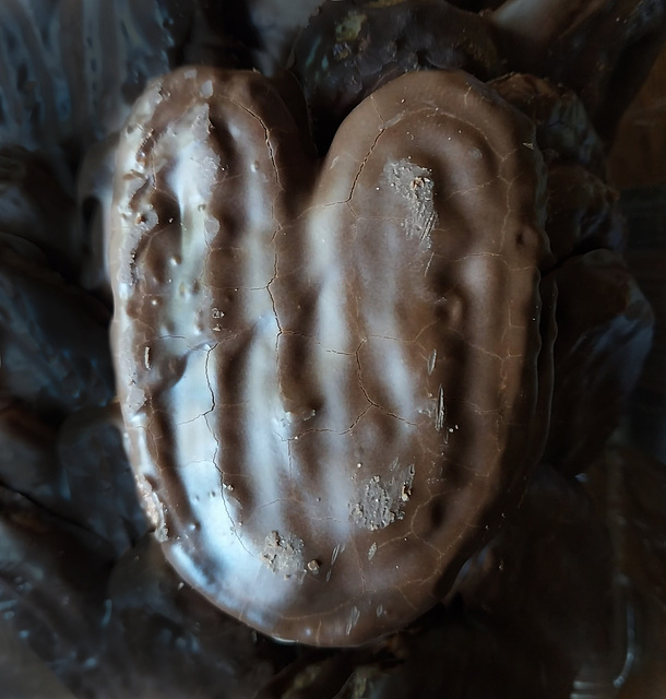 Orejas de Chancho  2024-03-08  3