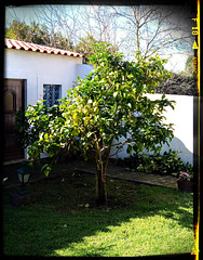 I pruned my lemon tree. Don't you find it a marvel?