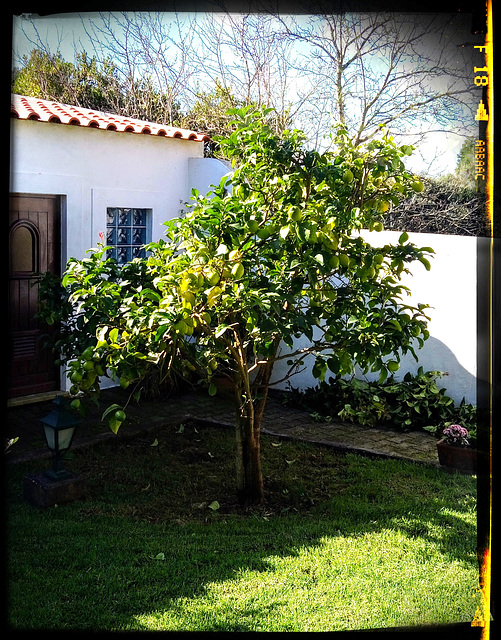 I pruned my lemon tree. Don't you find it a marvel?