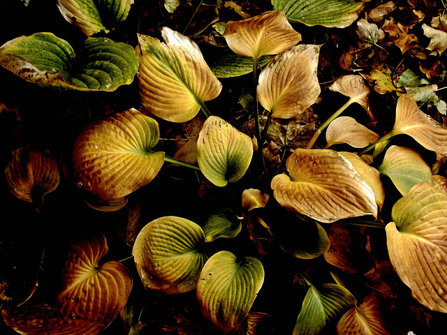 Autumn hosta