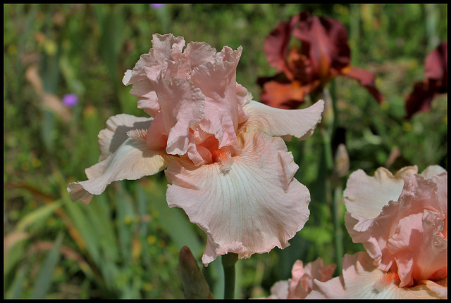 Beverly Sills  (2)