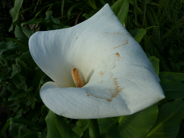 Arum Lily (2) - 13 February 2017