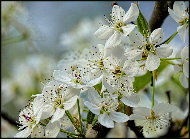 White Chorus