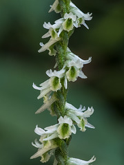 Spiranthes lacera var. gracilis (Southern Slender Ladies'-tresses orchid)