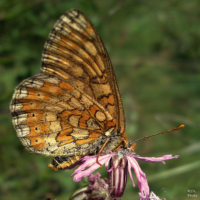 Damier des marais (Euphydryas aurinia)