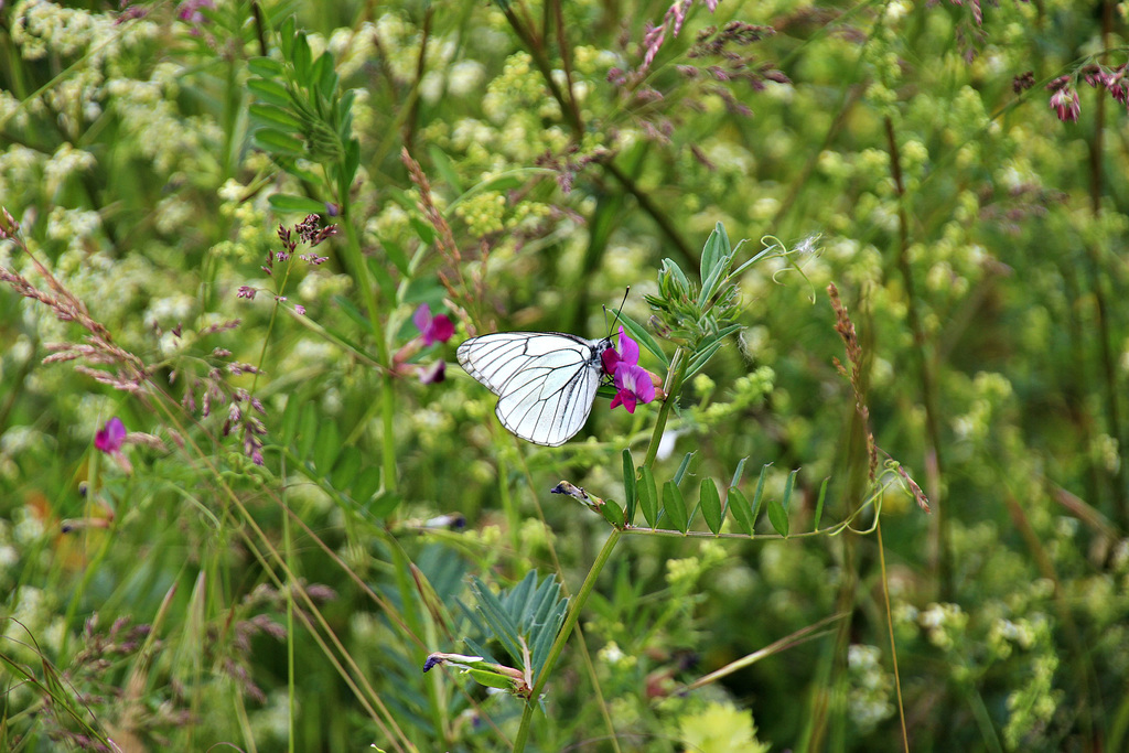 Schmetterling auf einer Wiese