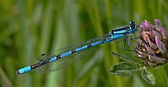 Damselfly