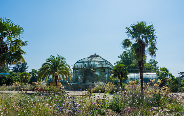 im Botanischen Garten von Genf (© Buelipix)