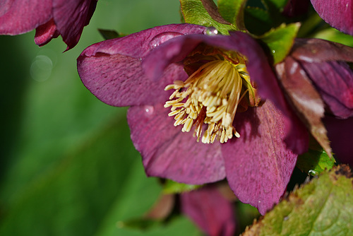 Nach dem Regen ... After the rain ...