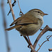 Bouscarle chanteuse (Cettia diphone) - Lieu : Aichi Prefecture (Japon) - Photo : Alpsdake (2014) - Creative Commons Attribution - Partage aux Mêmes Conditions 3.0 (non transposée).