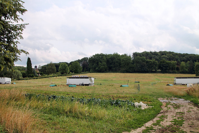 Feld bei Ende (Herdecke) / 1.08.2022