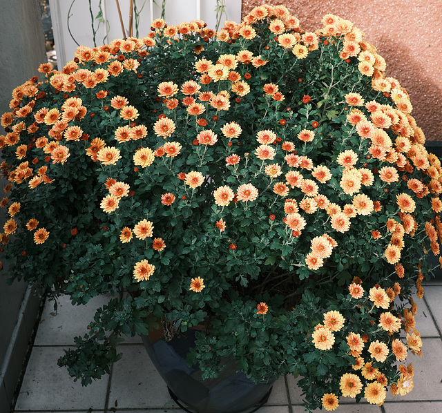 Kleine Aster
