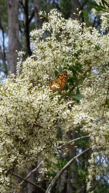 Butterfly and bursaria