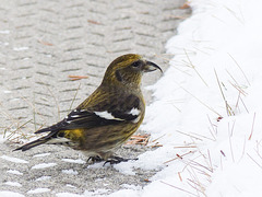 White-winged Crossbill