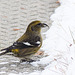 White-winged Crossbill